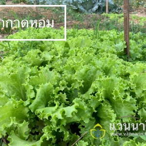 lettuce_859018438